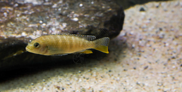 生活唇色慈鲷科幼体labidochromisperlmuttcichlid一种来自非洲马拉维湖的热带鱼图片