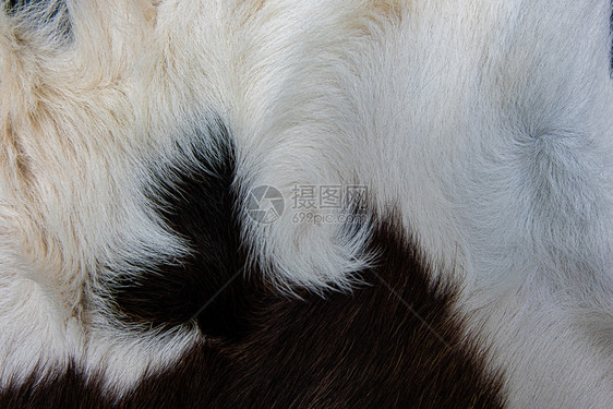 荒野棕色牛皮外衣的纹理黑白和棕色斑点野生动物皮革图片