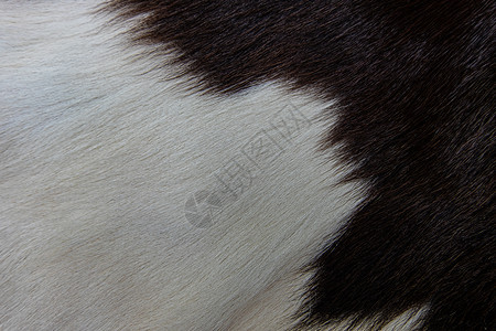 棕色牛皮外衣的纹理黑白和棕色斑点乡村的毛皮解析度图片