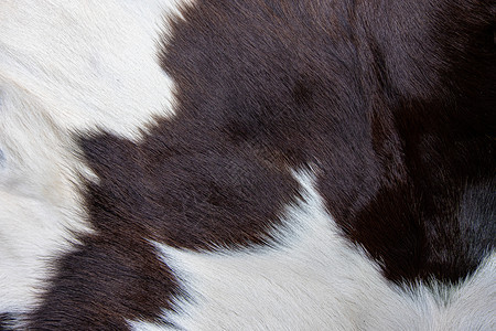 墙纸装饰棕色牛皮外衣纹理黑白和棕色斑点羊毛图片