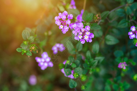 粉色蝴蝶结园艺美丽的Verbena亲生植物花朵紫色蓝的场地背景