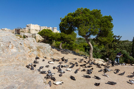 蓝色的鸽子坐在希腊雅典的城岩石对面的上建造旅行图片