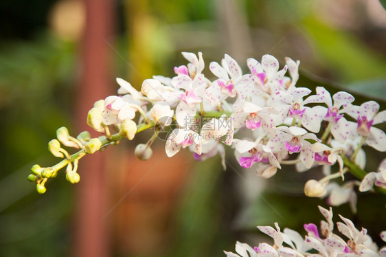 白兰花园里有紧实的灌木香草植物盛开花春天图片