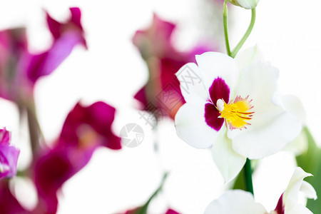 浪漫新鲜的用于装饰和美观的菜园兰花分支图片