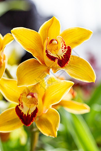 花园丰富多彩的用于装饰和美观的菜园兰花香气图片