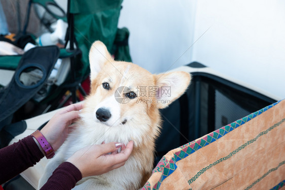 非常可爱的WelshCorgi和业主玩耍看着她的忠实肖像奉献精神棕色的图片