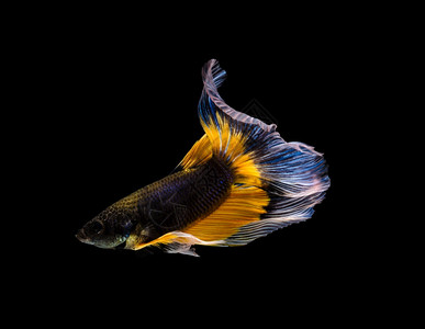 宠物游泳的动三色黑黄和蓝半月尾巴贝塔与以黑色背景孤立的鱼决斗运动BettaPleendens鱼类泰国流行的水族馆鱼类Tricol图片