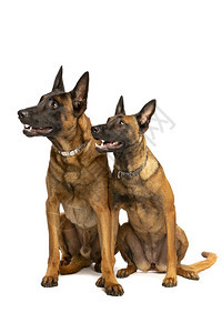 两条比利时玛诺犬在白色背景前两条比利时玛诺犬自我防备安全服从图片