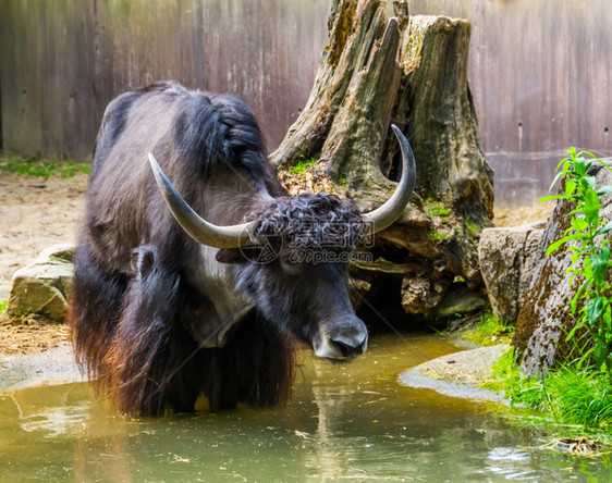 棕色的在一条水坑里洗澡的热带来自亚洲海拉山脉的热带养牛群种地宠物亚洲人图片