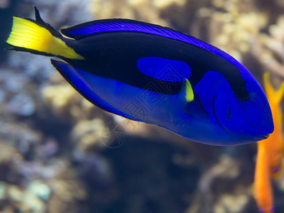 自然海印度太平洋水族馆内的美洲豹肝炎外科动物蓝色的图片