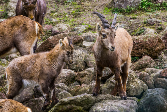 母鹿团体森林和她的年轻孩子其他家庭成员来自欧洲山脉的野羊们一起登上高山河床图片
