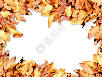 秋叶边框背景背景图片
