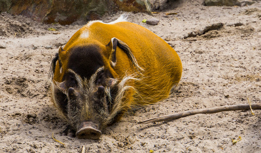 棕色的荒野受欢迎非洲热带野生猪一只沉睡的红色河猪图片
