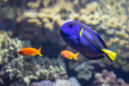 印度太平洋水族馆内的美洲豹肝炎外科动物热带黄色的刺尾鱼图片