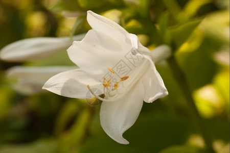 花园中的美丽奇白花郁葱奥尔洛夫漂亮的图片