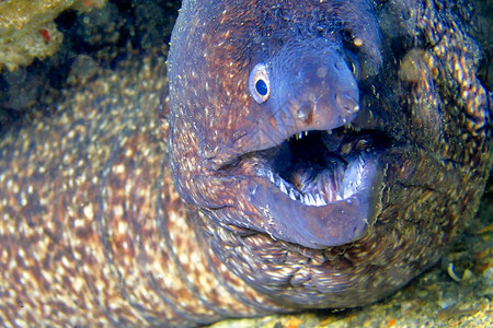 水下地中海莫雷穆拉埃纳赫莱CaboCopePuntasdelCalnegre自然公园地中海穆尔西亚班牙欧洲鳗鱼潜水图片