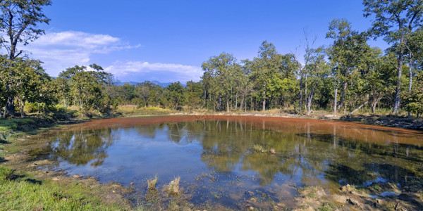 保护粘土丰富的沼泽萨尔森林皇家巴迪亚国公园巴迪亚公园尼泊尔亚洲荒芜之地富有的图片