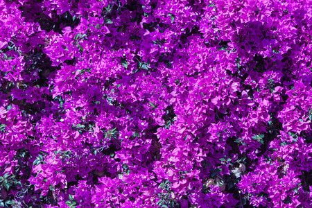 背景花卉美丽的Magentabougungvilla花作为背景Floral背景水平图像户外图片