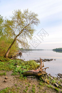 晴天旅行乌克兰黎明时分Dniper河的宁静风景与一棵大粉塔和枯树干图片