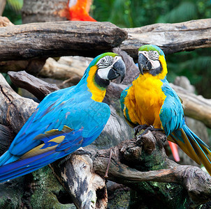 生活坐在树上的一对多彩金刚鹦鹉鸟舍蓬松的图片