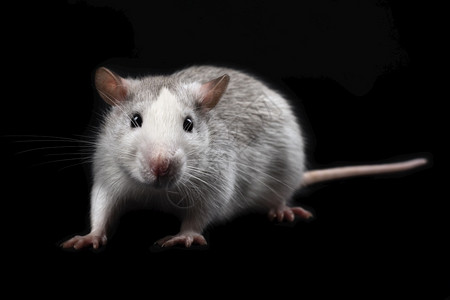 实验室坐着装饰灰色老鼠隔离在黑背景啮齿动物宠家养老鼠全长特写尾巴