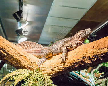 脸异国情调棕色亚马逊帆鳍蜥蜴躺在印度尼西亚的热带天文宠物树枝上分支图片