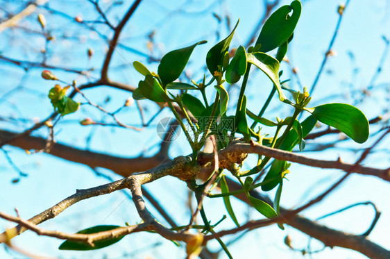 荒野灌木自然树枝上的寄生植物布什是槲寄生树上的植物寄生槲布什是树上的植物寄生槲树枝上的植物图片