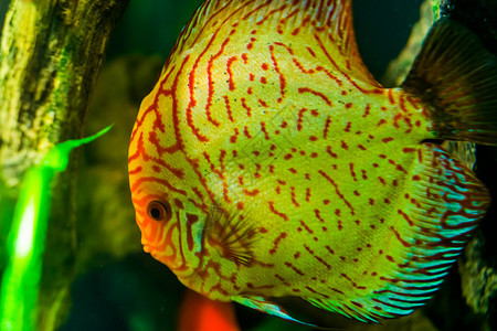 条纹水下靠近蓝盘鱼水产养殖中流行的热带水族馆宠物来自亚马松盆地的热带鱼类品种脸部图片