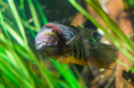 受欢迎的蓝色南美洲奥米诺科河的热带鱼类流行水族馆宠物食用动红色的图片