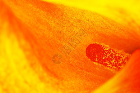 丰富多彩的雌蕊橙色马蹄莲花特写瓣图片