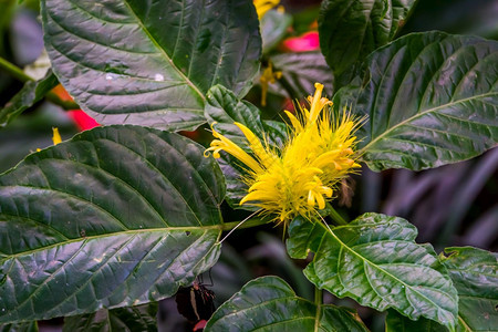 热带明亮的栽培美丽金花朵紧贴来自巴西的流行异国装饰植物品种图片