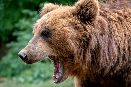 远的生活棕色Kamchatka熊UrsusArrctosberingianus详细描述俄罗斯危险动物的脸部肖像弧形图片