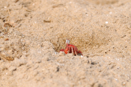 沙滩里的小螃蟹图片