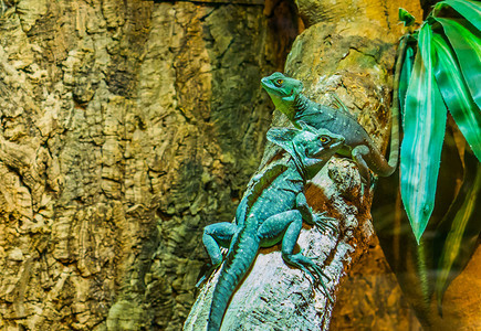 羽状带头巴西利斯库来自美洲的热带蜥蜴坐在一棵树枝上他们来自美洲的热带蜥蜴它们聚集在一起图片