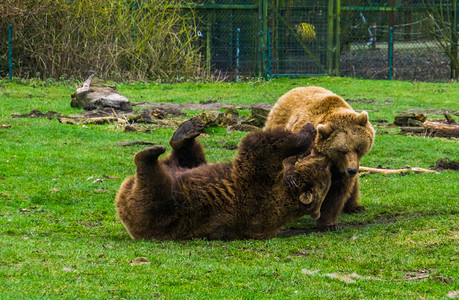 美国人乐趣积极地两只棕熊互相争吵玩乐的动物行为在欧亚很常见的动物图片