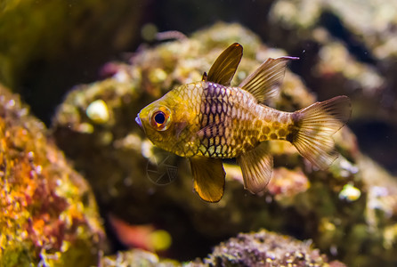金的水产养殖可爱围闭鱼来自太平洋的流行水族馆宠物黑龙头鱼图片