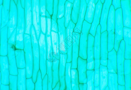 微显镜EuglenaWM范围内的罗得旗式原生动物10x裸藻绿色饱和的图片