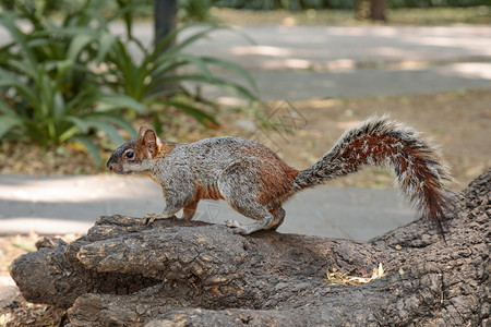 毛皮生物爬墨西哥城查普尔特佩克公园毛灰松鼠图片
