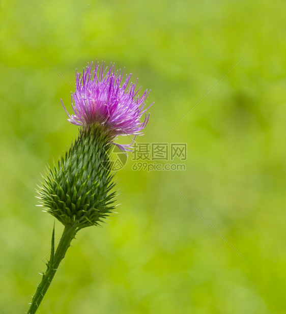 药物地中海圣洁的粉红色花朵在春天盛开图片