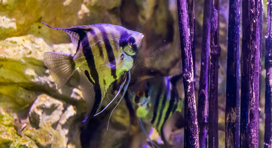 哥伦比亚本底有另一头天使鱼流行水族馆宠物来自亚马孙盆地的热带鱼类淡水天使新鲜的有条纹图片