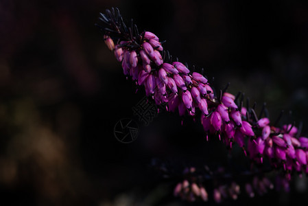 CallunaVulgaris位于自然模糊的背地上热暖花贴近天然模糊的背地上寻常点亮模糊背景图片