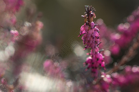 CallunaVulgaris位于自然模糊的背地上热暖花贴近天然模糊的背地上紫丁香模糊的背景花园图片