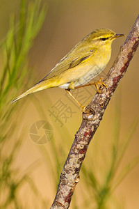 果蝇WillowWarblerPhylloscopustrochilus西班牙森林卡斯蒂利亚和莱昂西班牙欧洲绿野生动物图片