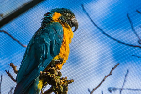 美国来自玻利维亚的濒危鸟类种近距离关闭了一只蓝喉的金刚鹦鹉蓝色的阿拉图片