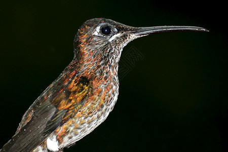 鸟类生活翅膀厄瓜多尔皮钦查省马基普库纳云林保护区蜂鸟美洲阿尔韦托卡雷拉观鸟图片