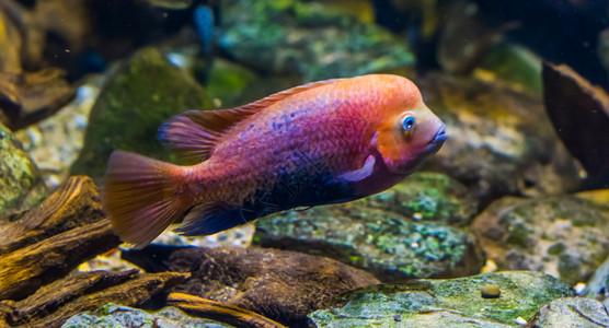 动物来自墨西哥的流行装饰水族馆宠物夹紧充满活力和多彩的热带鱼群生动水下图片