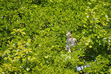 克莱斯特鹰可变尼萨埃图西里哈斯乌达瓦拉威公园斯里兰卡亚洲生物多样学观鸟者图片