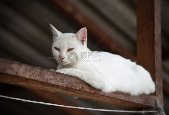 自然猫咪白肖像独特图片
