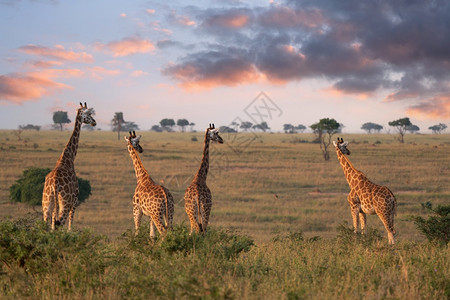内罗毕野生动物长颈鹿背景