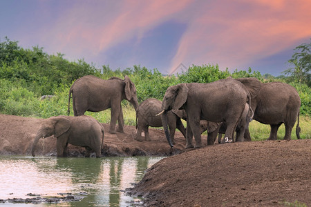 苹果浏览器非洲大象Loxodontaafricana女王伊丽莎白公园乌干达风景优美象形目图片